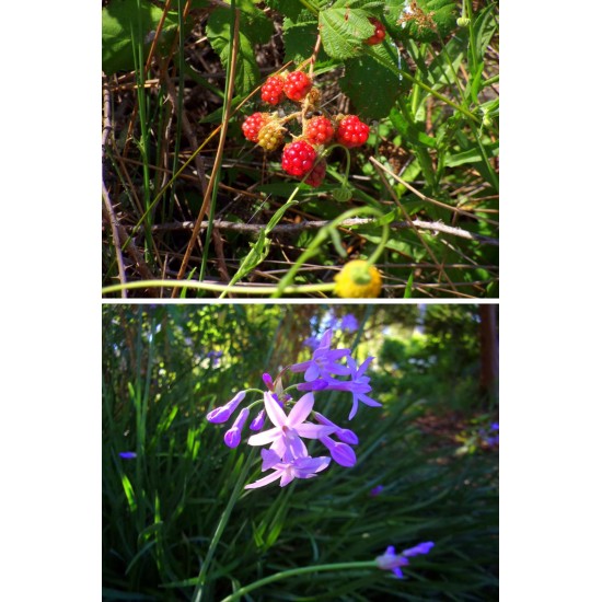 Kodak PixPro FZ55 Compact Digital Camera + FREE Pouch