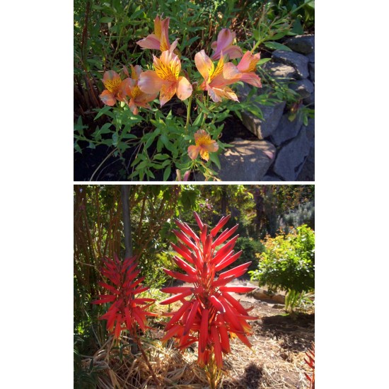 Kodak PixPro FZ55 Compact Digital Camera + FREE Pouch